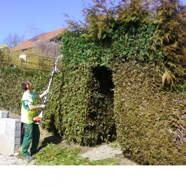 taille haie thermique sur perche location 2.5m Sthil (4)